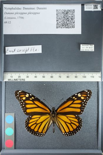 Media type: image;   Entomology 164972